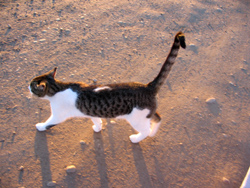 Cat crossing the road