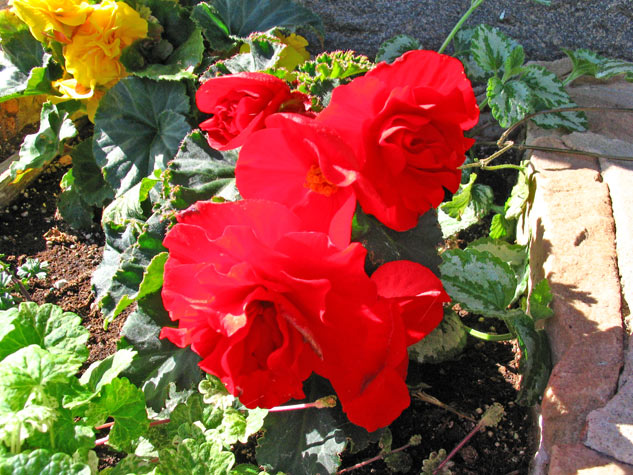 Lutheran Church, flowers